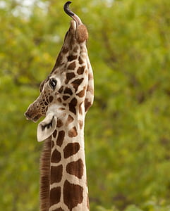 giraffe looking up with outstretched tongue thumbnail