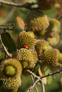 Acorn, Quercus Ithaburensis thumbnail