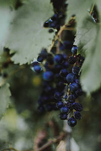 Selective Focus Photo Of Blueberries thumbnail