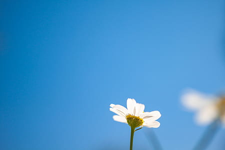 low angle photography of white daisy in bloom at daytime thumbnail