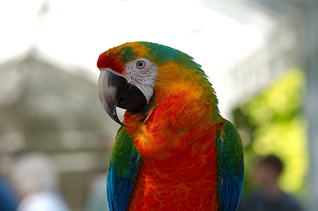 orange-yellow-green-and-blue parrot thumbnail
