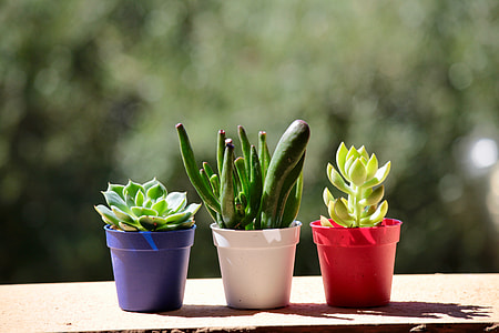 three assorted succulent plants in assorted-color pots thumbnail