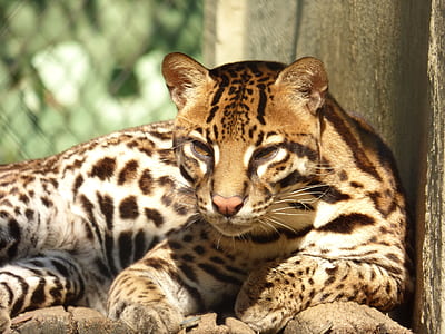 tiger sitting beside wall thumbnail
