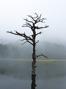 beige and brown bare tree thumbnail