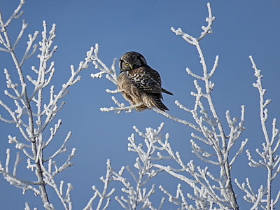 shallow photography of brown and black bird thumbnail