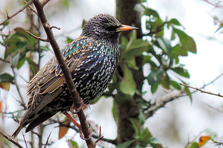 black and blue bird thumbnail