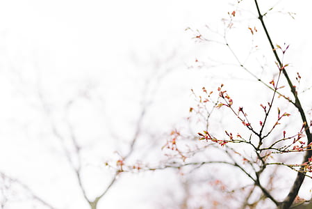 photo of brown tree at daytime thumbnail