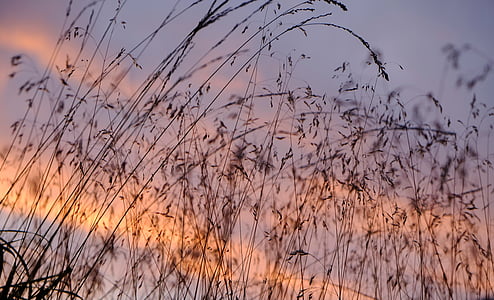 silhouette of plants during sunset thumbnail