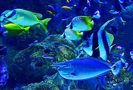 assorted-color fishes thumbnail