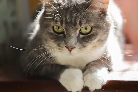 White And Grey Cat thumbnail