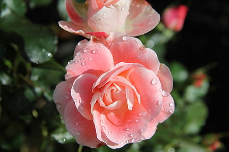 selective focus photography of pink camellia flower thumbnail