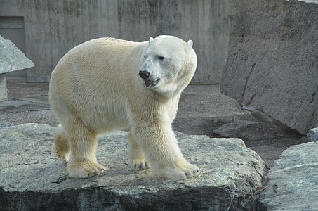polar bear on gray rock thumbnail
