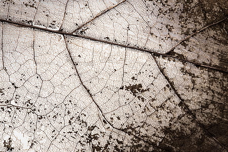macro photograph of withered leaf thumbnail