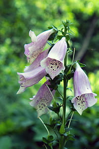 Digitalis purpurea flowers. This pink foxglove has bell shaped flowers speckled with magenta and white patterns inside of the flowers. thumbnail