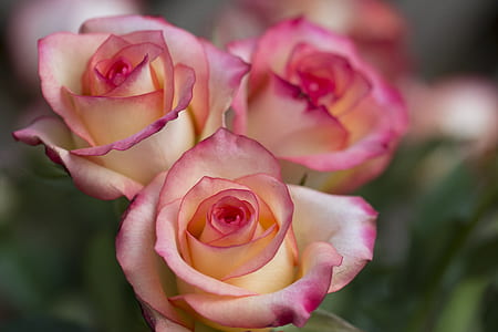 selective focus photography of pink roses thumbnail