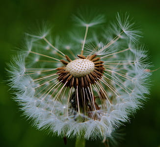 dandelion focus photography thumbnail