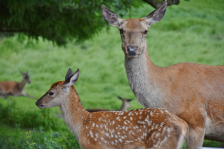 close up photo of two deer thumbnail