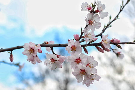 white-and-pink petaled flowers thumbnail