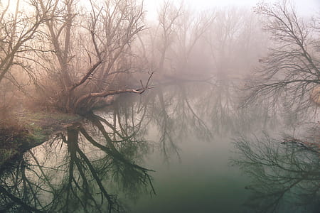bare trees near body of water with mist thumbnail