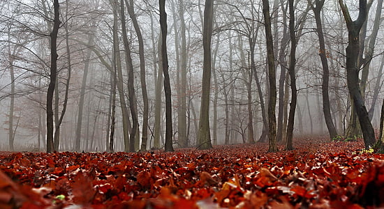 landscape photography of bare trees thumbnail