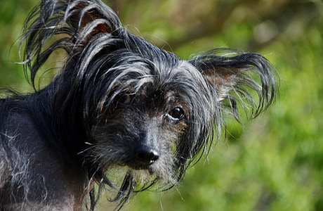 adult black Peruvian hairless closeup photo thumbnail
