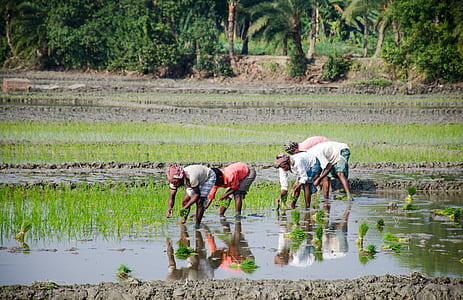 people planting rice thumbnail