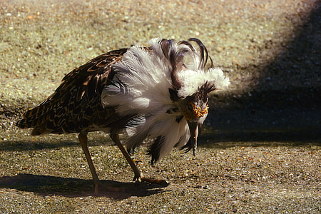 The Sandpiper Combative thumbnail