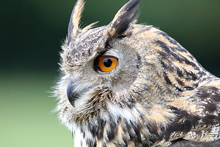 selective focus photography of gray and black horned owl thumbnail
