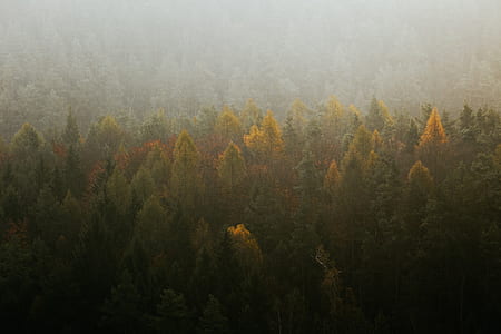landscape photography of tree covered terrain thumbnail