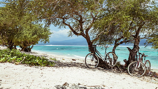 two bikes parked under tree thumbnail