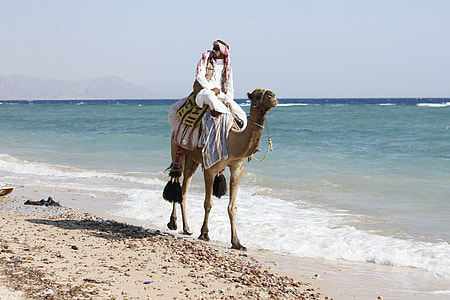 man riding camel on seashore thumbnail