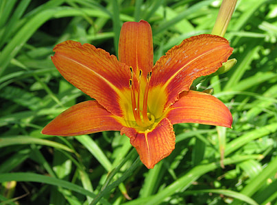 Orange Daylily, Tawny Daylily thumbnail