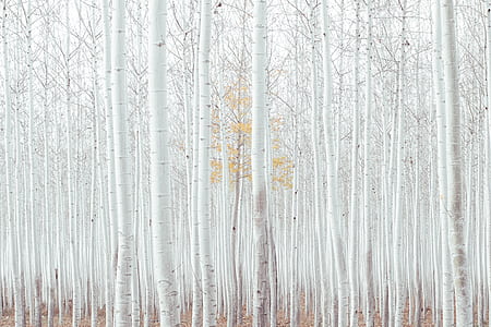 forest of white trees photo thumbnail