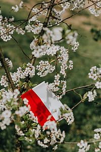 Flag of Poland - Polska Flaga thumbnail