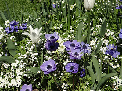 purple petal flowers thumbnail