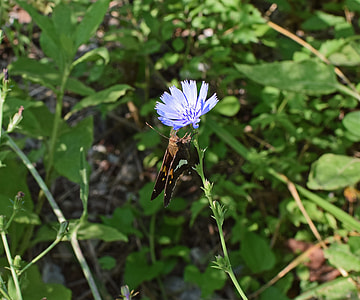 Chicory With Silver-Spotted Skipper thumbnail