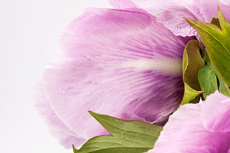 closeup photography of pink peony flower thumbnail
