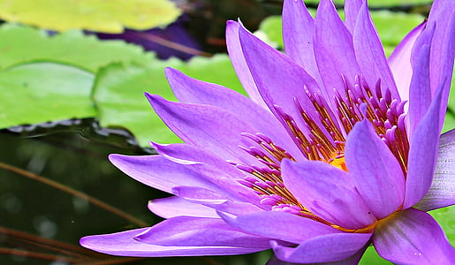 purple petaled flower thumbnail