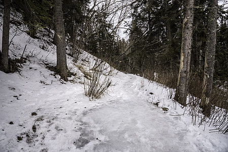 Hiking path through the snow in the forest at Cascade River State Park, Minnesota thumbnail