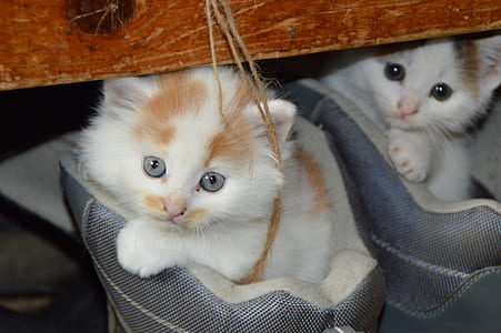 two white-and-orange kittens thumbnail