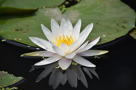 close-up photography of white water lily flower thumbnail