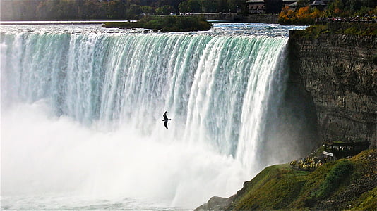 bird flying over block waterfalls thumbnail