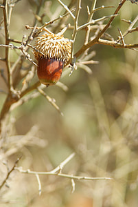 Acorn, Quercus Ithaburensis thumbnail