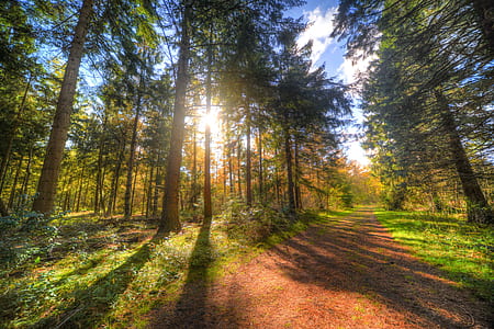 green leaf trees on sunrise thumbnail