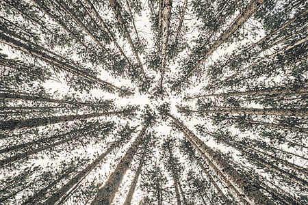 gray trees from bottom thumbnail