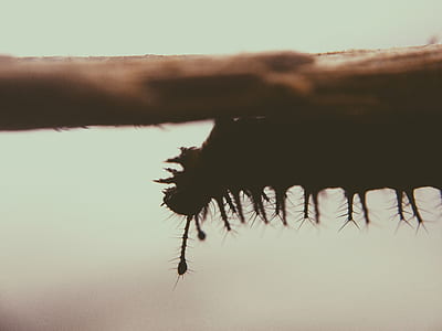 Black Catterpillar on Brown Branch thumbnail