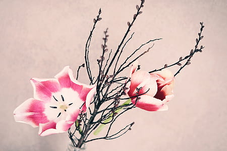 two white-and-pink flowers thumbnail