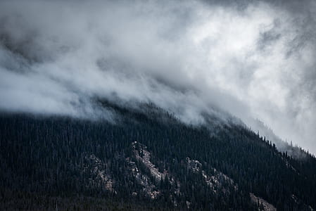bird's eye view of trees covered with fogs thumbnail