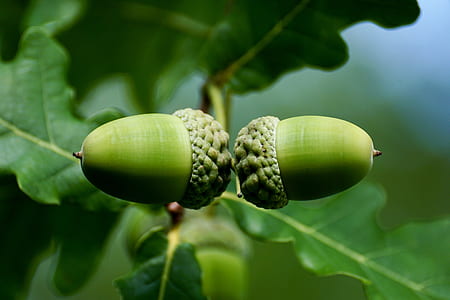 oval green fruits thumbnail