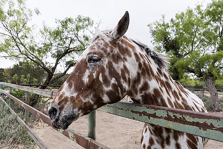 close up photo brown and white horse thumbnail